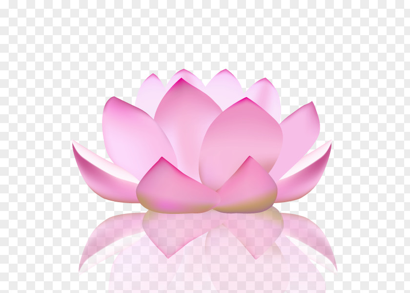 Yoga Nelumbo Nucifera Flower Lotus Position PNG