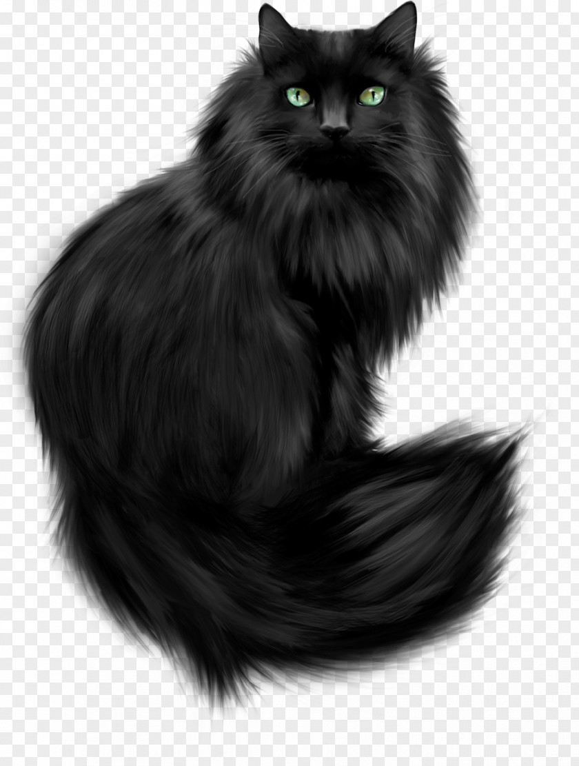 Cats Kitten Maine Coon Cat Training Black Clip Art PNG