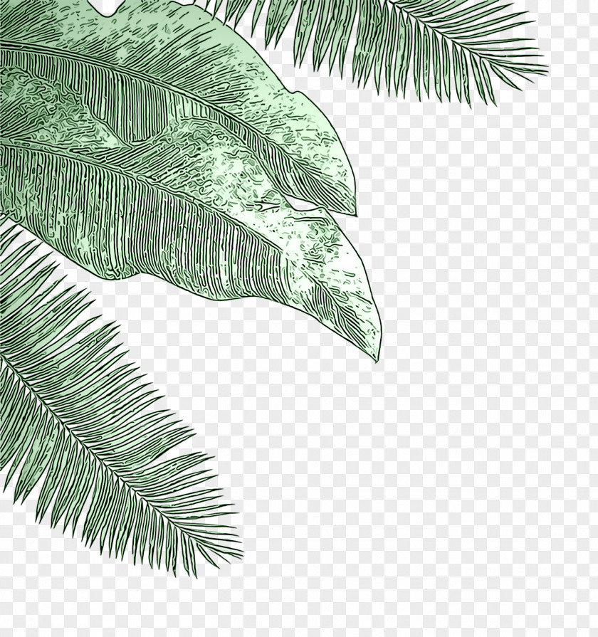 Palm Tree Branch PNG