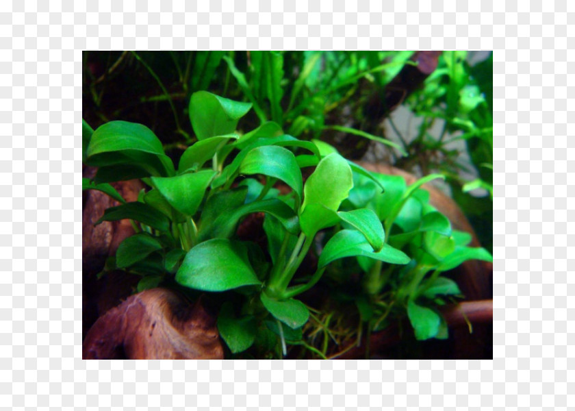 Plant Anubias Barteri Var. Nana Aquarium Aquatic Plants Aquarienpflanze PNG