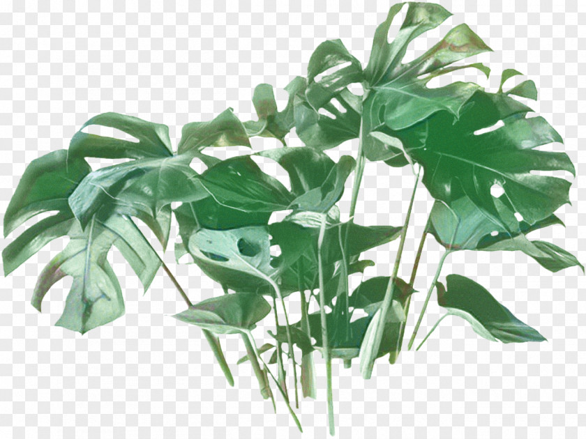 Plant Stem Anthurium Family Tree Background PNG