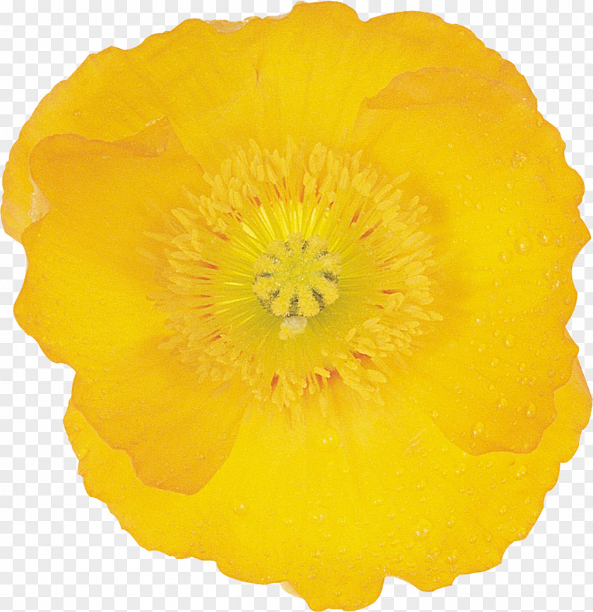 Poppy Wildflower Google Images Petal PNG