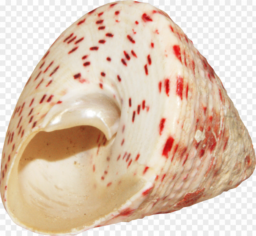 Red Spots Pretty Conch Seashell PNG