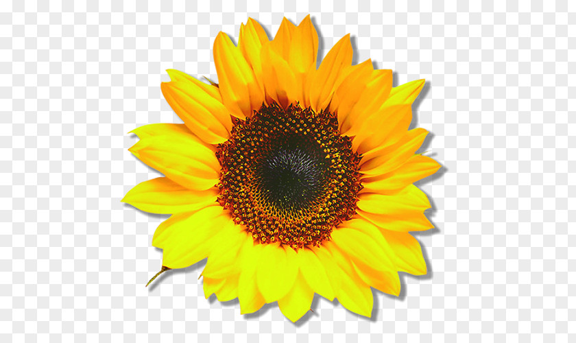 Common Sunflower Blume Seed Bedding PNG