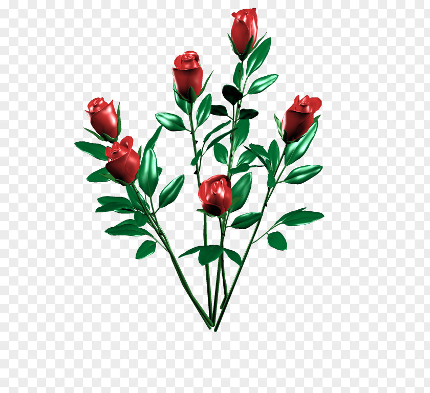 Design Cut Flowers Rosa × Alba Rose Family Floral PNG