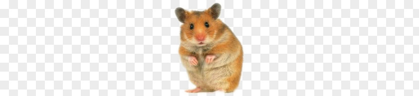 Hamsters PNG clipart PNG