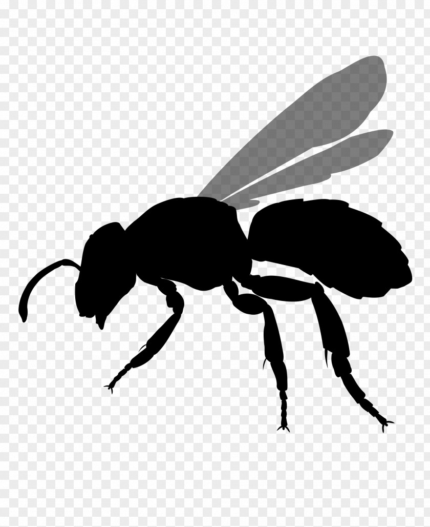 Insect Map Bee Hornet Clip Art PNG