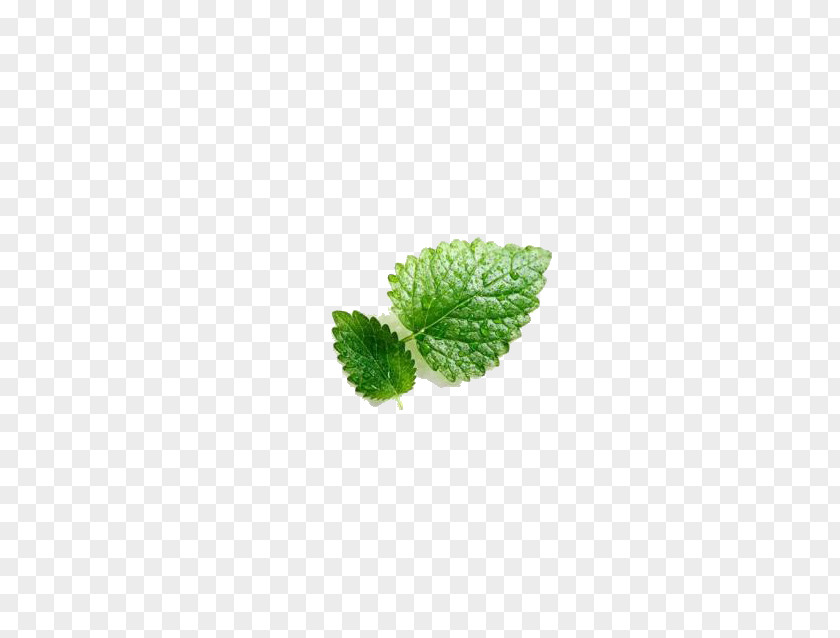 Mint Leaf Mentha Spicata Euclidean Vector PNG