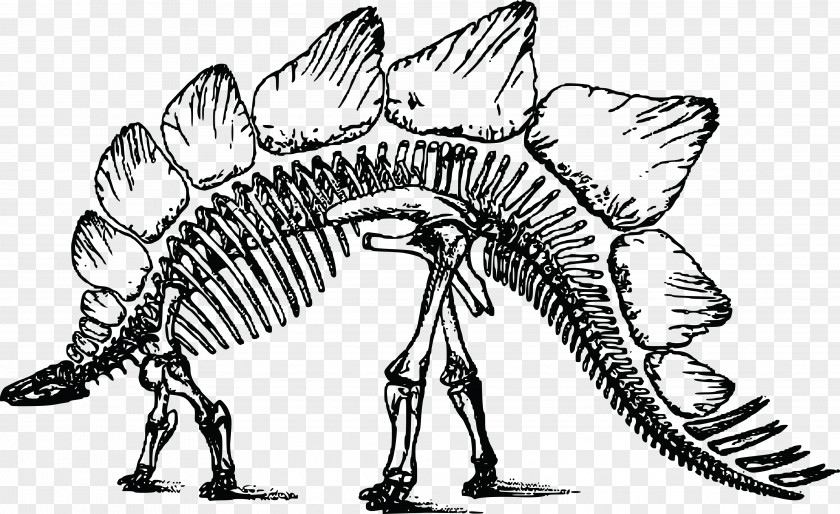Skeleton Stegosaurus Bone Wars Triceratops PNG