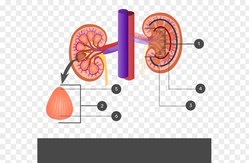 Kidney Beans Renal Sinus Pyramids Anatomy Excretory System PNG