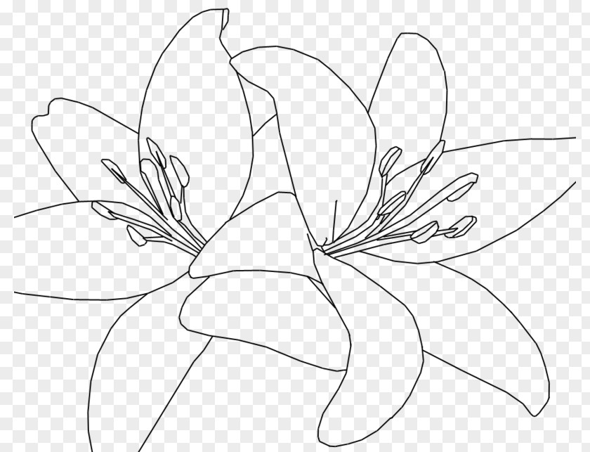 Painting Floral Design Tiger Lily Drawing Line Art Sketch PNG