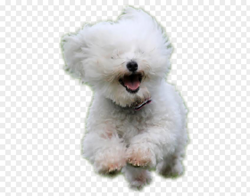 Puppy Maltese Dog Bolognese Havanese Bichon Frise Miniature Poodle PNG