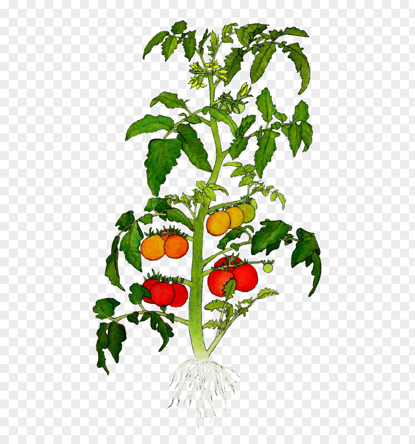 Tomato Green Leaves Heirloom Botanical Illustration Plant Drawing Cherry PNG