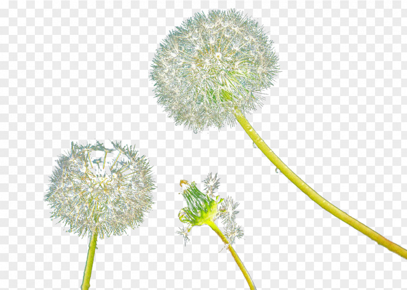 White Dandelion Common Yellow PNG