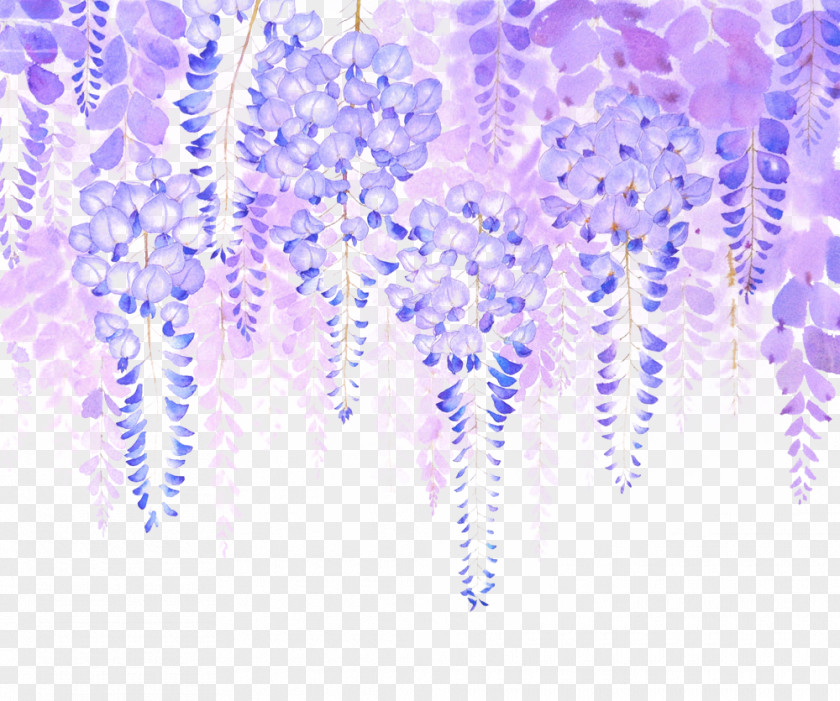 Wisteria Flowers Picture Material Sinensis Floribunda Google Images PNG