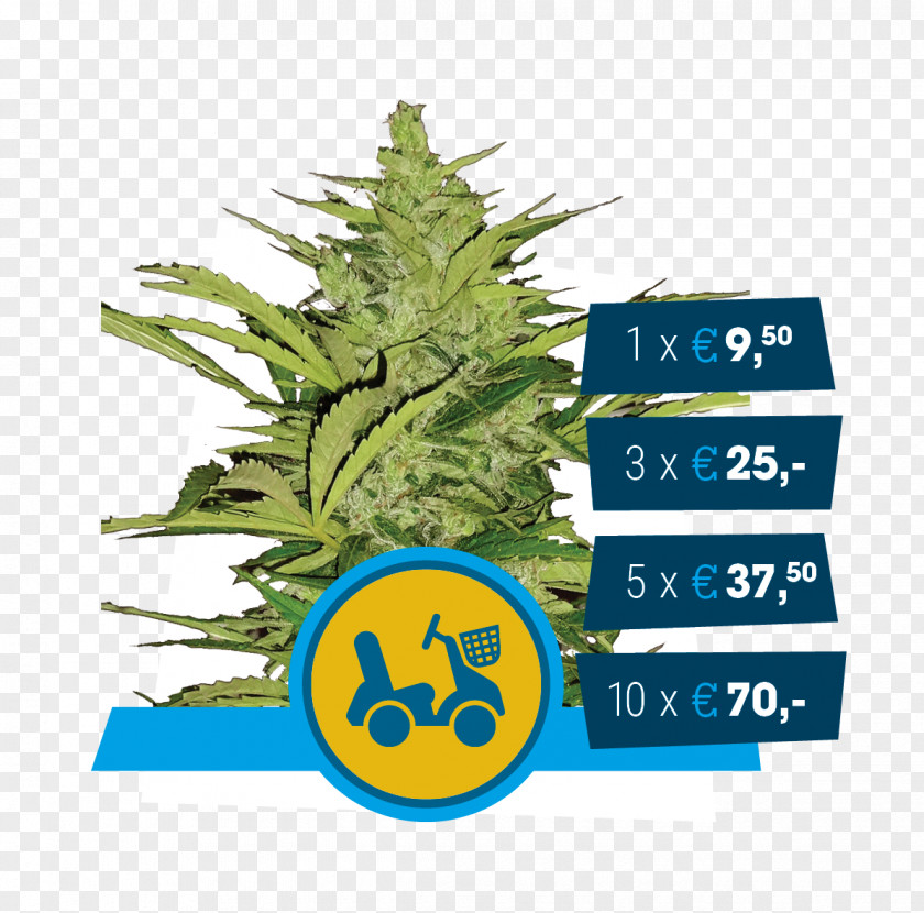 Car Autoflowering Cannabis Ruderalis Kush Seed PNG