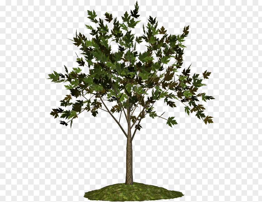 Leaf Twig Plant Stem Shrub Evergreen PNG
