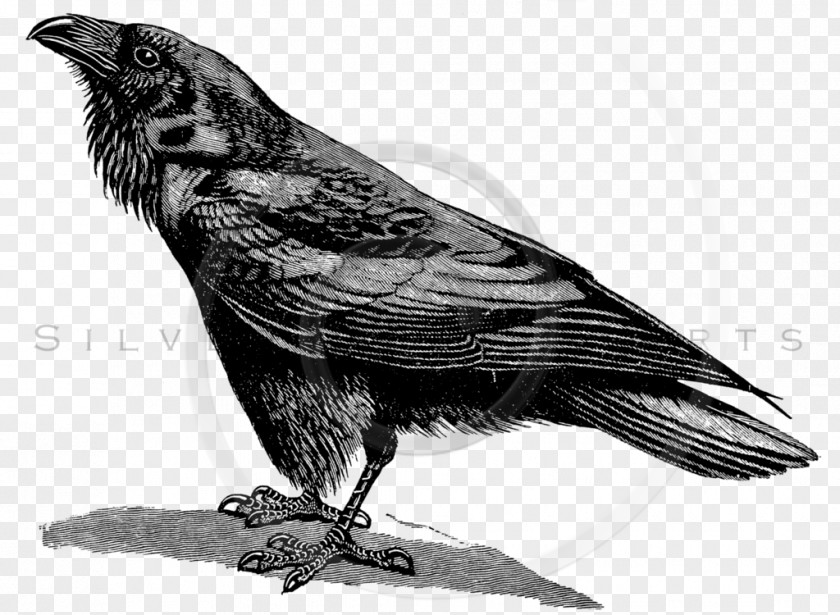 Raven Bird Transparent American Crow Common Poster Illustration PNG