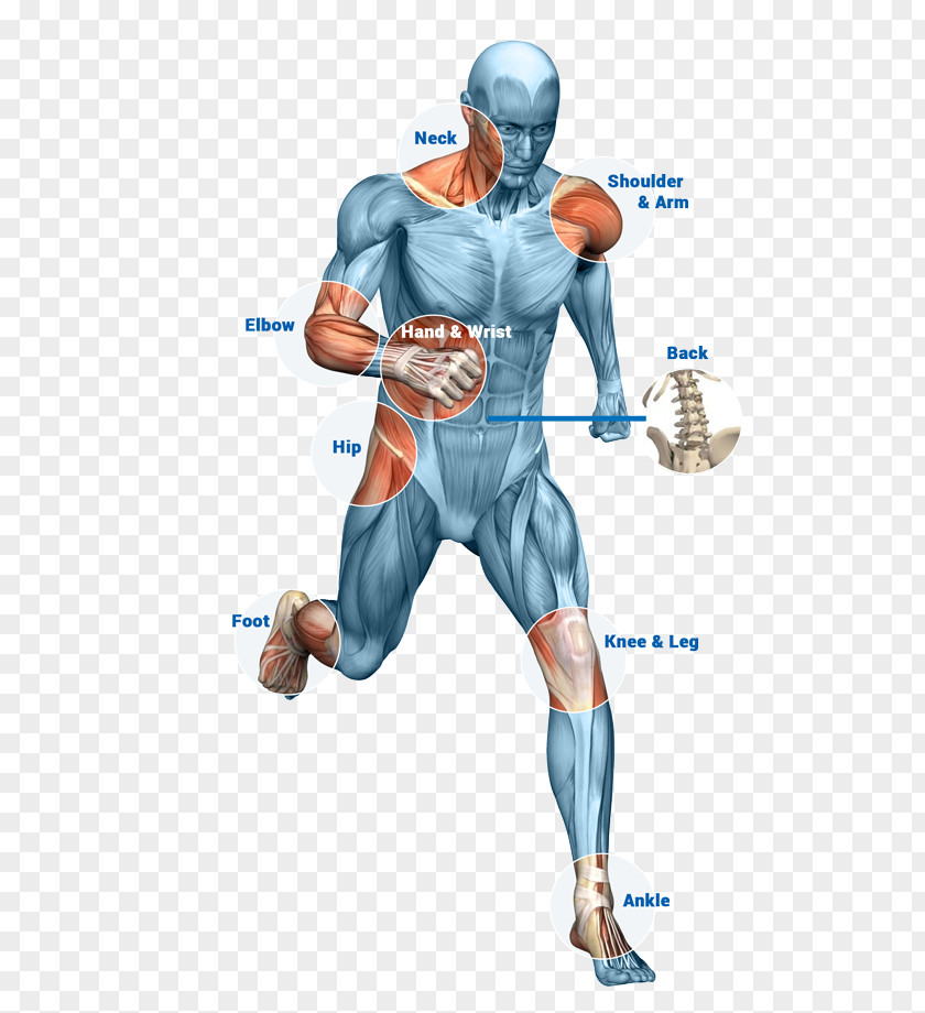 Slim Body Illustration Physical Therapy Orthopedic Surgery Human Bone PNG