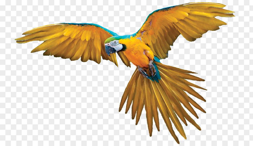 Bird Parrot Clip Art PNG