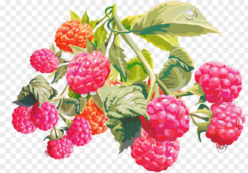 Fresh Raspberries With Green Foliage Material Raspberry Boysenberry Loganberry Tayberry PNG