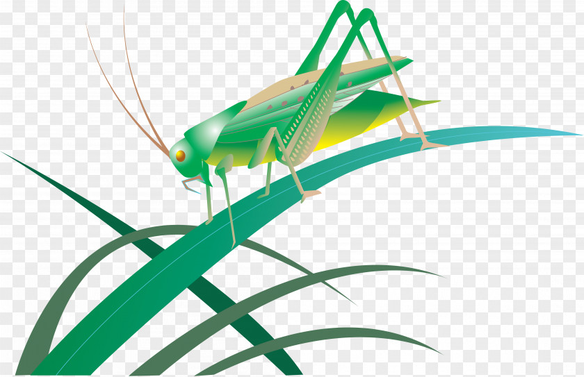 Grasshopper Tettigonioidea PNG