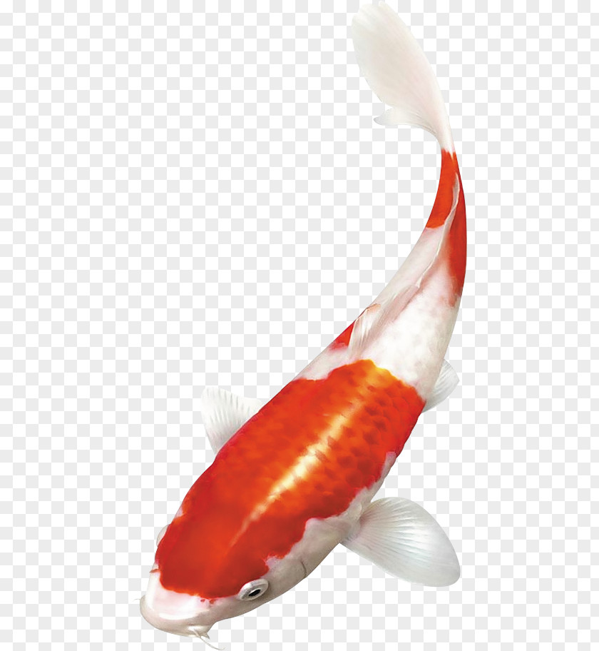 Koi Goldfish PNG