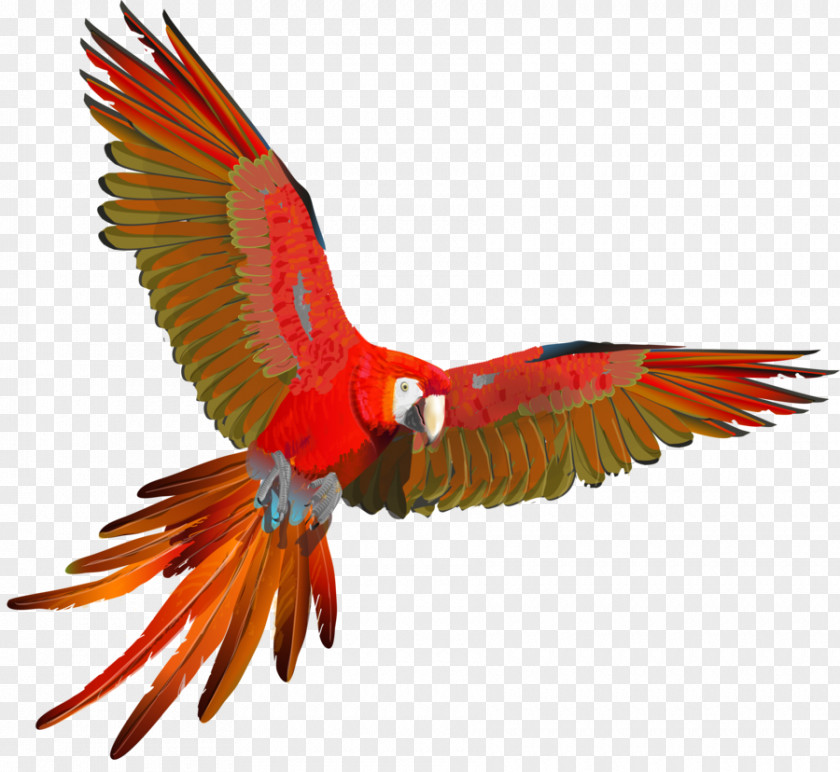 Parrot Scarlet Macaw Red-and-green Blue-and-yellow PNG