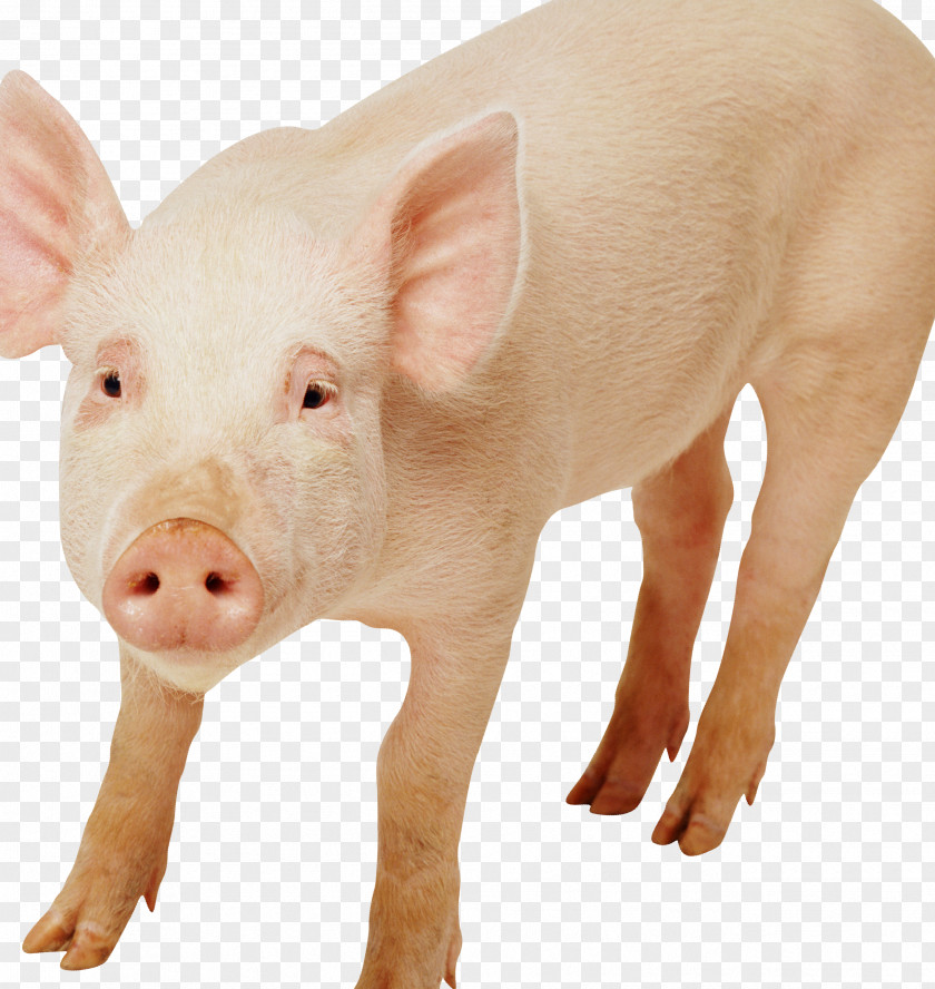 Piglet Domestic Pig Pig's Ear Snout Livestock PNG