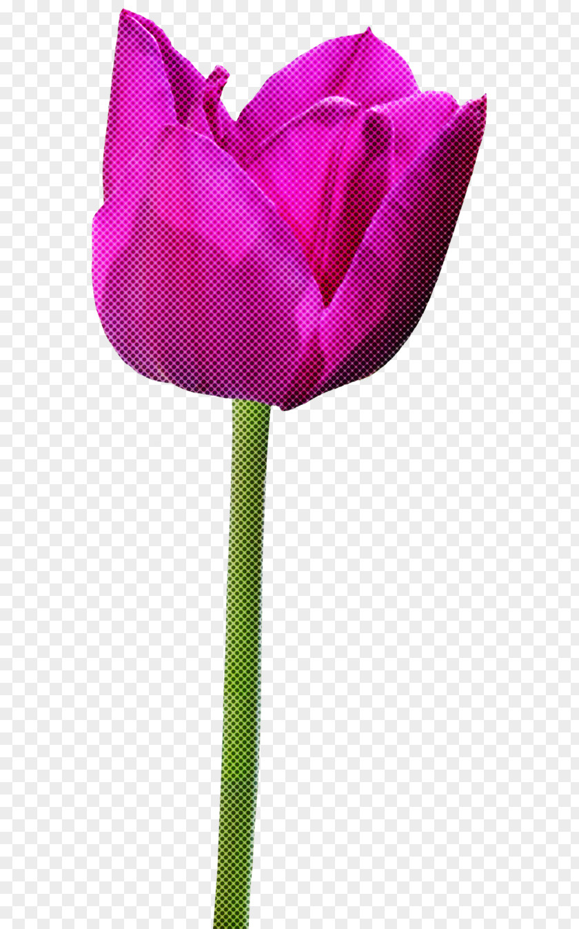 Plant Petal Tulip Pink Flower Violet Magenta PNG
