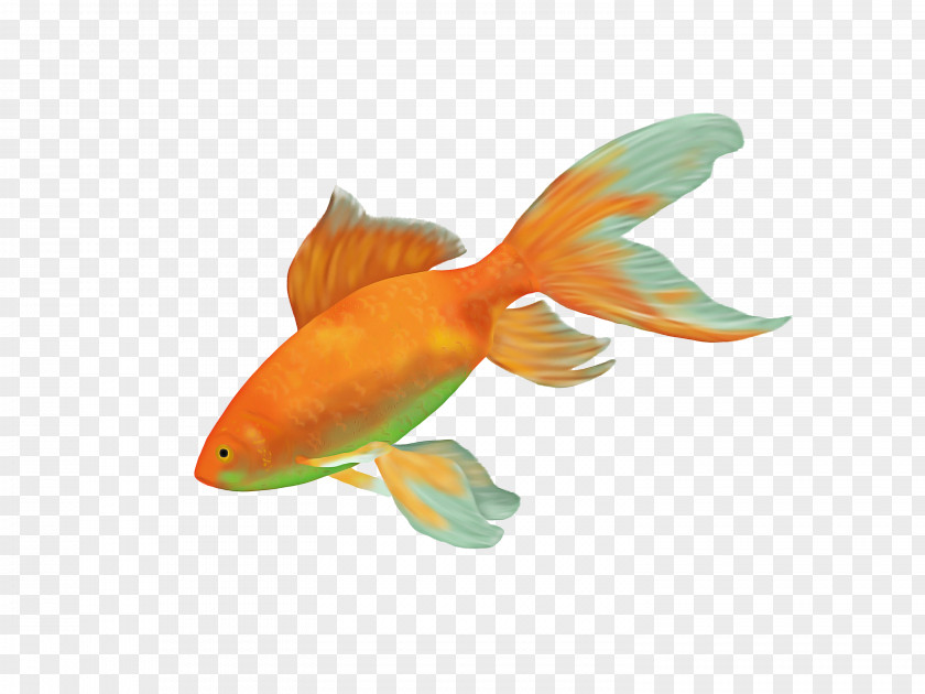 Rayfinned Fish Cyprinidae Cartoon PNG