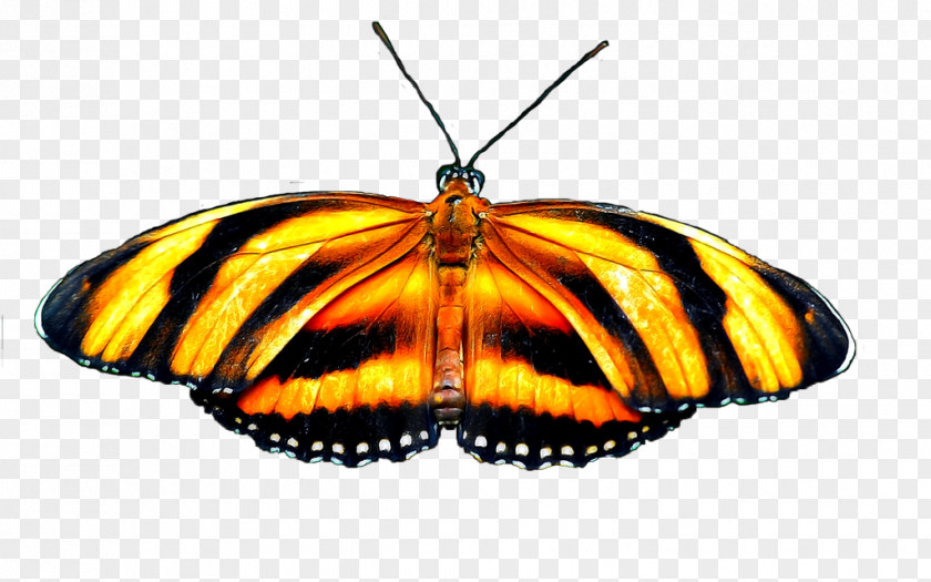 Butterfly Monarch Pieridae Animation PNG