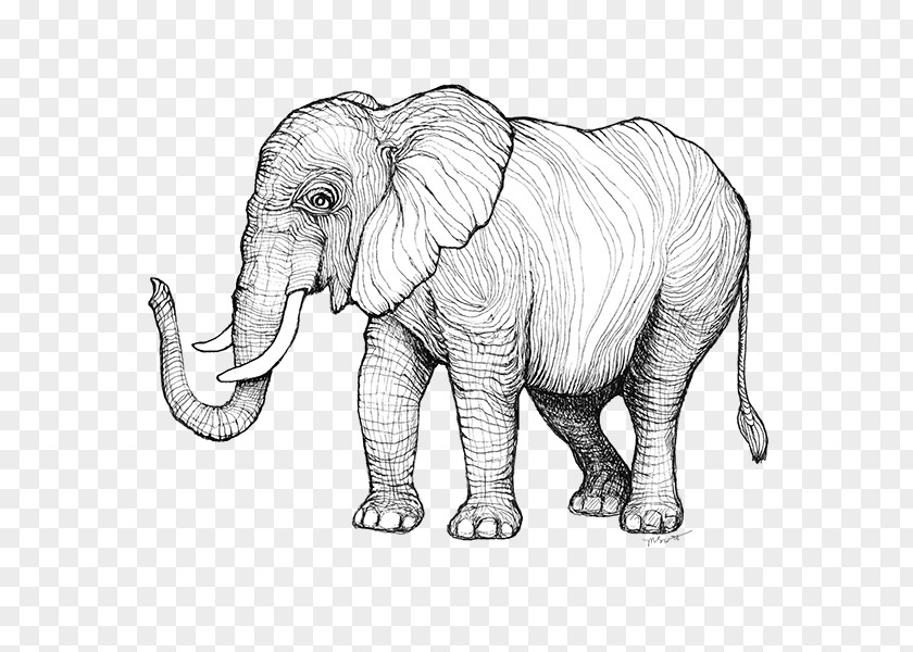 Elephant Print Artwork Indian African Sketch Illustration Line Art PNG