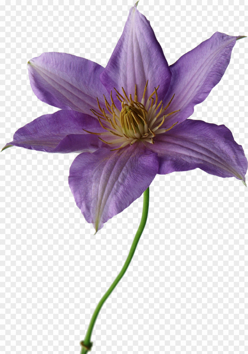 Flower Cut Flowers Lilium Purple Yellow PNG