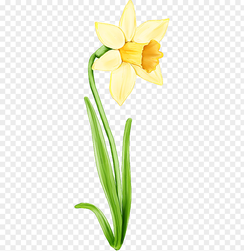 Flower Cut Flowers Plant Yellow Arum PNG