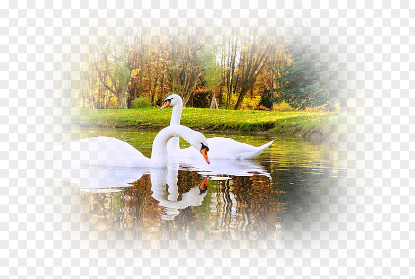 Duck Cygnini Web Browser Clip Art PNG