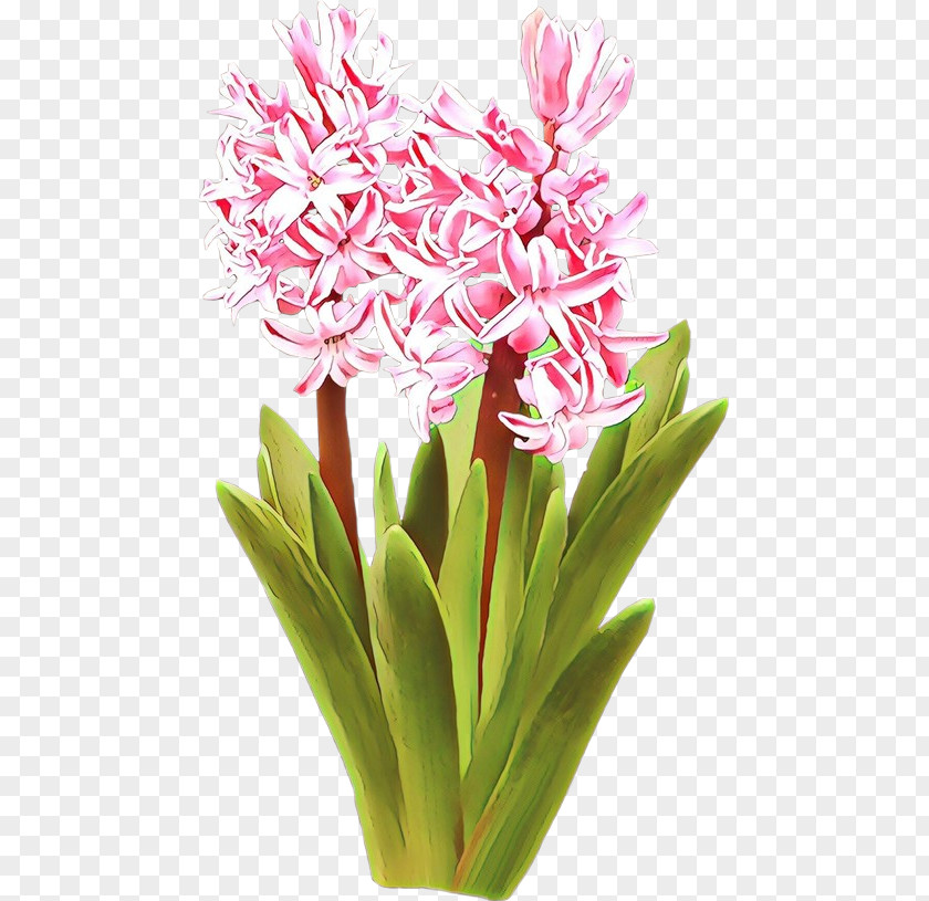 Flower Plant Pink Cut Flowers Gymea Lily PNG