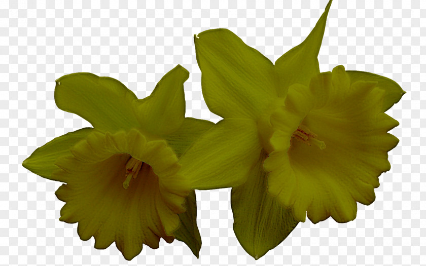 Flower Plant Yellow Petal Cattleya PNG