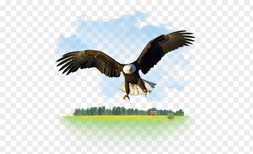 Gnu Animal Icon Bald Eagle Desktop Wallpaper High-definition Television PNG