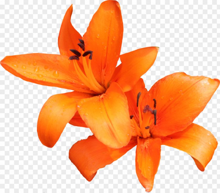 Orange Flower Lilium Bulbiferum Tiger Lily Philadelphicum Clip Art PNG