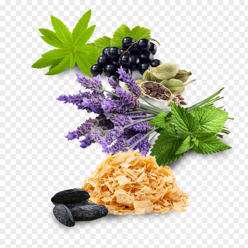 Perennial Plant Cuisine Flower Power PNG