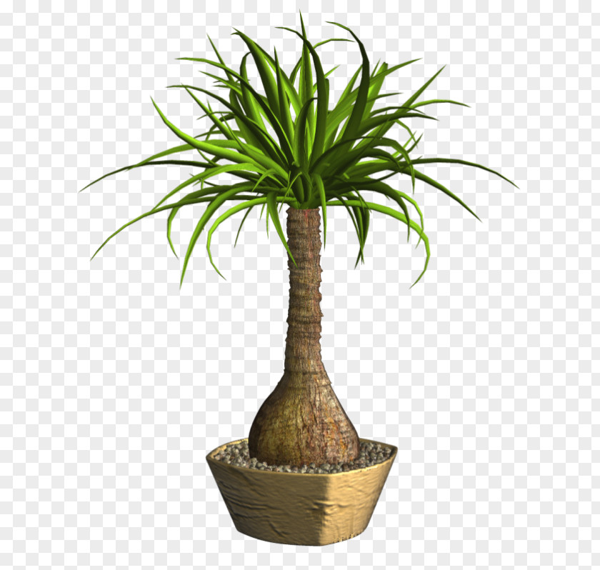 Plant Arecaceae Lucky Bamboo Tropical Woody Bamboos Ponytail Palm Houseplant PNG