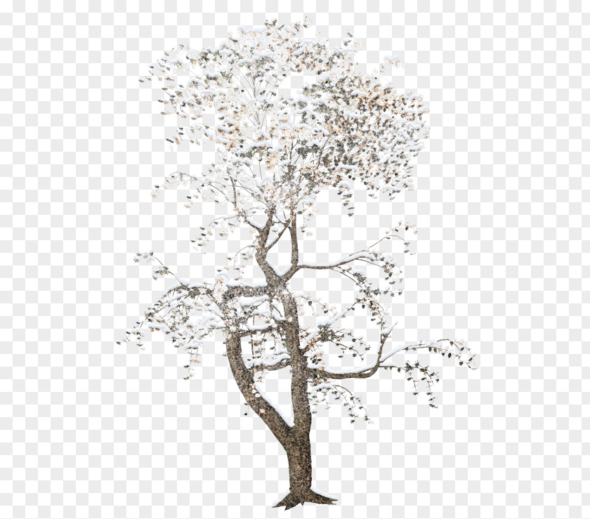 Tree Rendering PNG