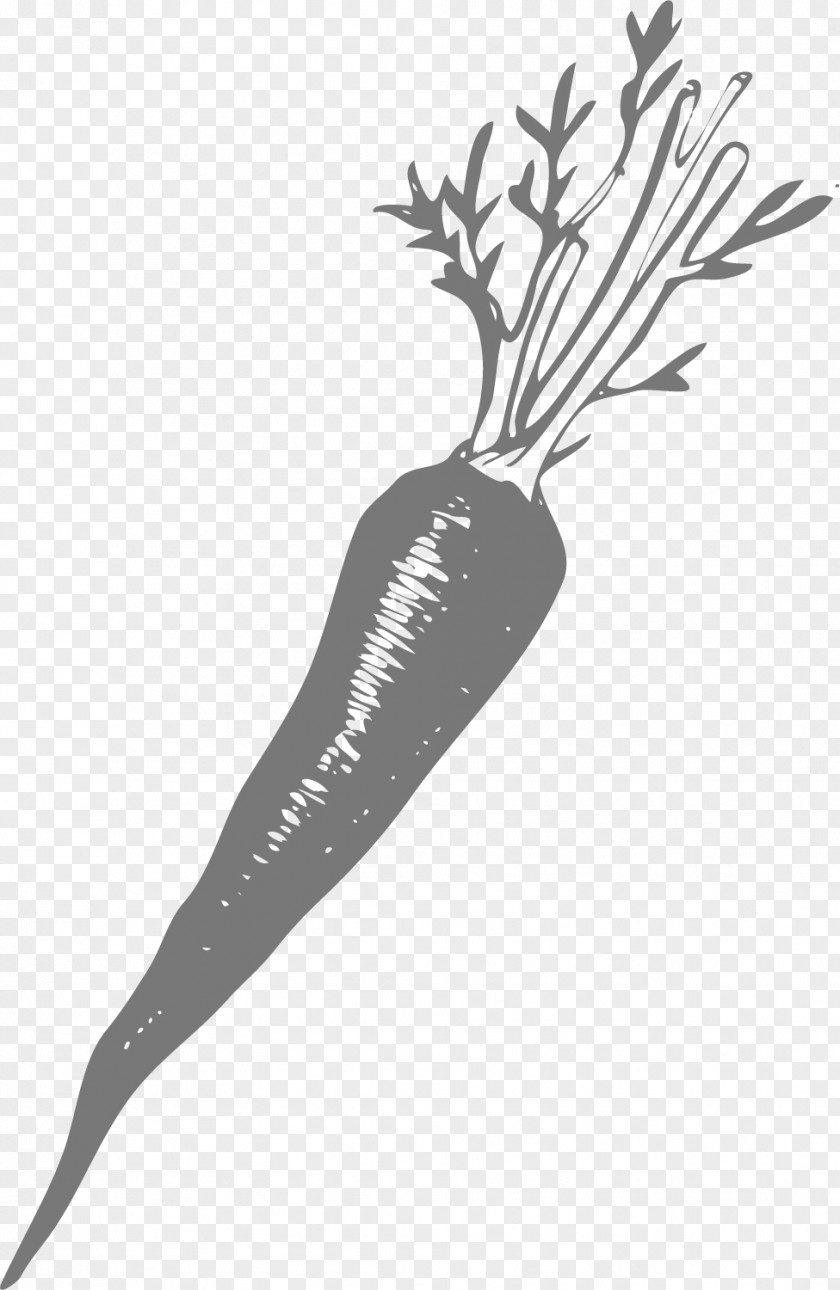 Carrot Vector Euclidean PNG