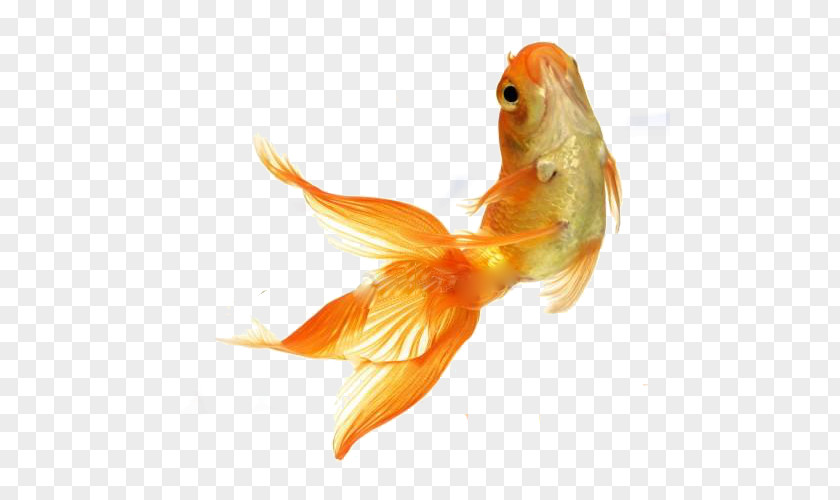 Fish Goldfish Stock Photography Tropical Feeder PNG