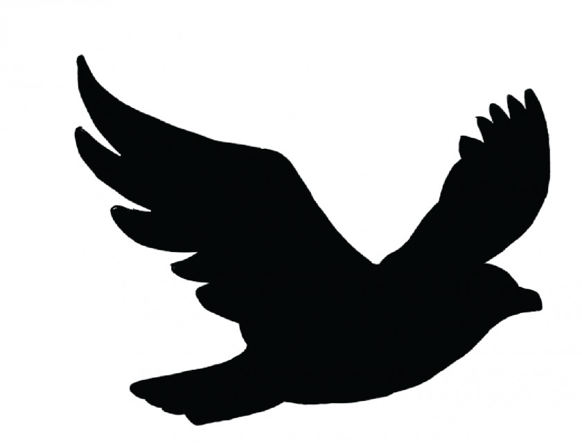 Gull Bird Flight Swallow Columbidae Crows PNG