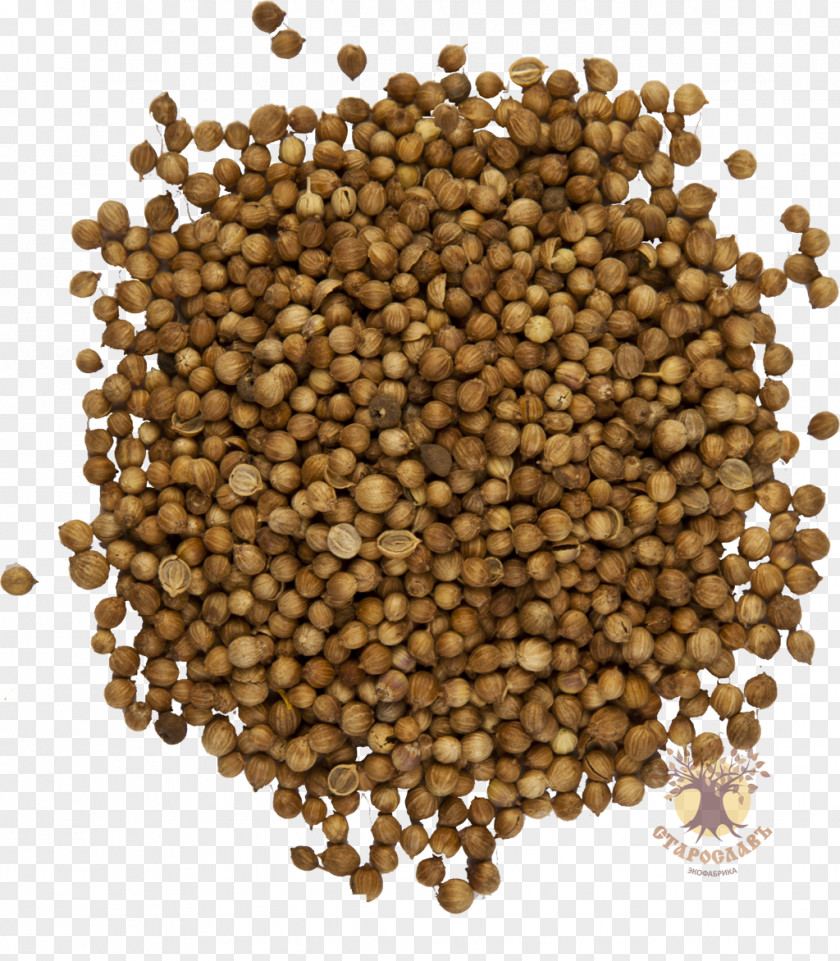 New Product Coriander Seed Spice Herbaceous Plant PNG