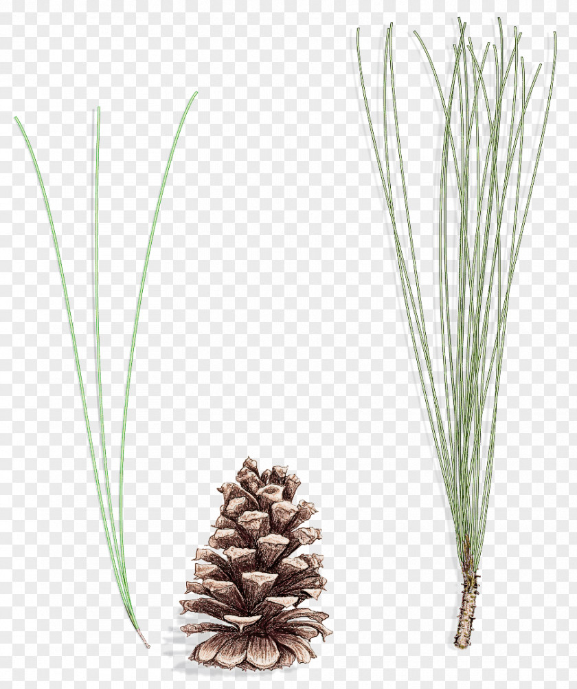 White Pine Red Sugar Shortstraw Lodgepole PNG