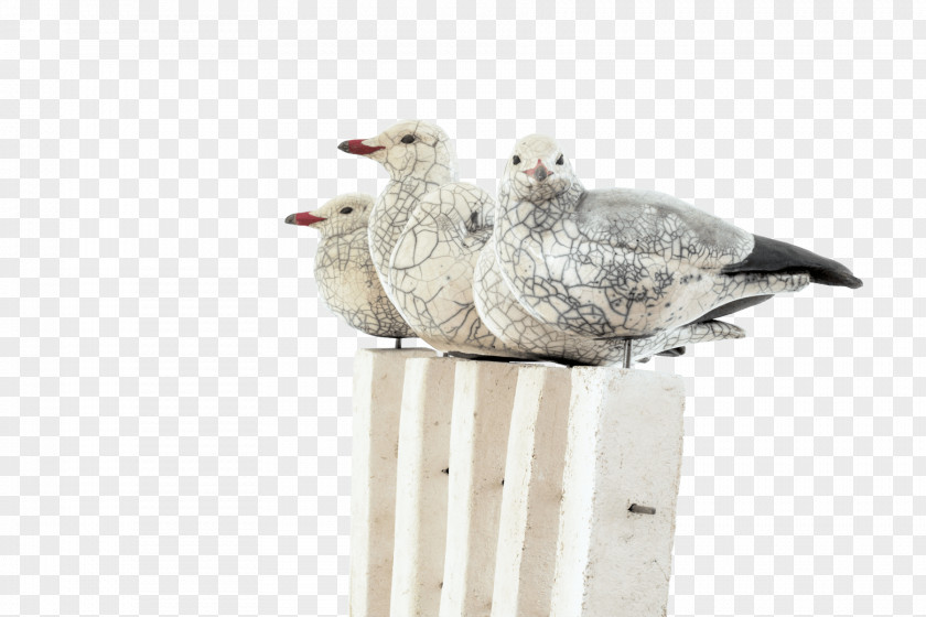 Bird European Herring Gull Mouette Gulls Ceramic PNG