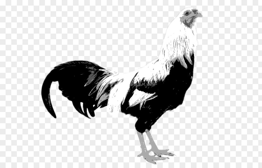 Bird Kraienkopp Twente Poultry Fowl Dutch PNG